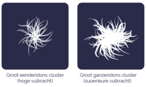 Eendendons-cluster-ganzendons-cluster